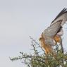 Grillaio - Lesser kestrel (Falco naumanni)