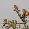 Grillaio - Lesser kestrel (Falco naumanni)