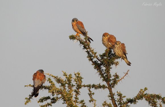 Grillaio - Lesser kestrel (Falco naumanni)