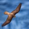 Falco della Regina - Eleonora's falcon (Falco eleonorae)
