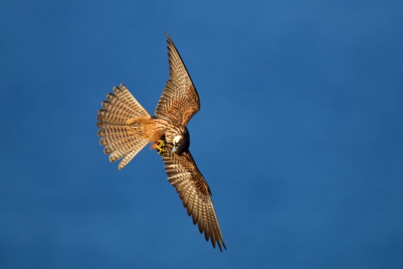 Falco della Regina - Eleonora's falcon (Falco eleonorae)