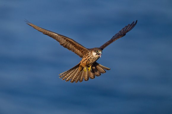 Falco della Regina - Eleonora's falcon (Falco eleonorae)