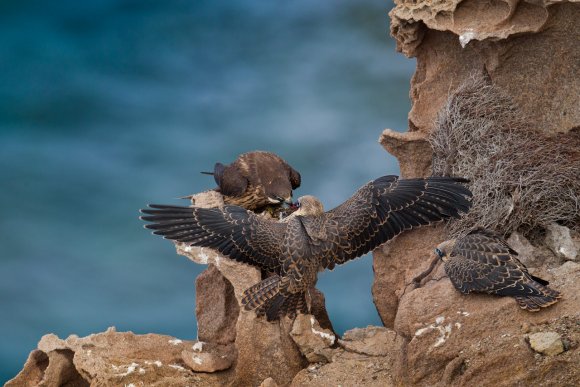 Falco della Regina - Eleonora's falcon (Falco eleonorae)