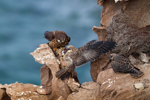 Falco della Regina - Eleonora's falcon (Falco eleonorae)