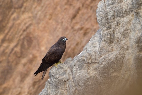 Falco della Regina - Eleonora's falcon (Falco eleonorae)