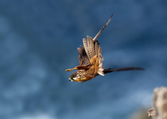 Falco della Regina - Eleonora's falcon (Falco eleonorae)