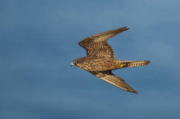 Falco della Regina - Eleonora's falcon (Falco eleonorae)