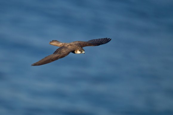 Falco della Regina - Eleonora's falcon (Falco eleonorae)