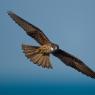 Falco della Regina - Eleonora's falcon (Falco eleonorae)