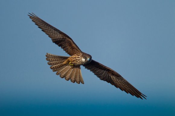 Falco della Regina - Eleonora's falcon (Falco eleonorae)