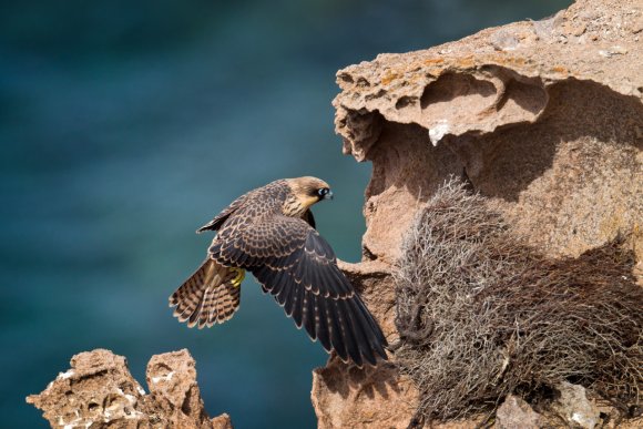 Falco della Regina - Eleonora's falcon (Falco eleonorae)