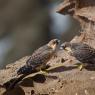 Falco della Regina - Eleonora's falcon (Falco eleonorae)