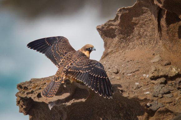 Falco della Regina - Eleonora's falcon (Falco eleonorae)