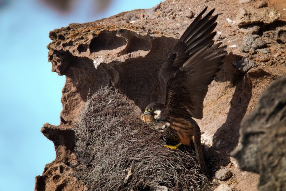 Falco della Regina - Eleonora's falcon (Falco eleonorae)