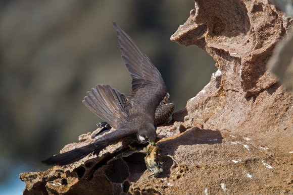 Falco della Regina - Eleonora's falcon (Falco eleonorae)