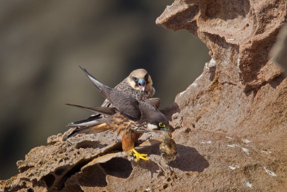 Falco della Regina - Eleonora's falcon (Falco eleonorae)