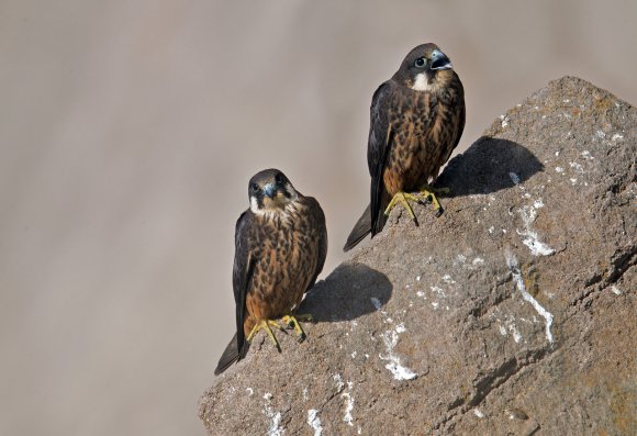 Falco della Regina - Eleonora's falcon (Falco eleonorae)