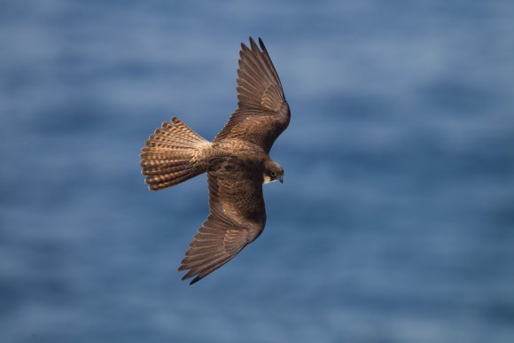 Falco della Regina - Eleonora's falcon (Falco eleonorae)