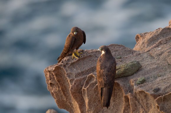 Falco della Regina - Eleonora's falcon (Falco eleonorae)