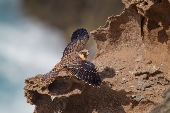 Falco della Regina - Eleonora's falcon (Falco eleonorae)