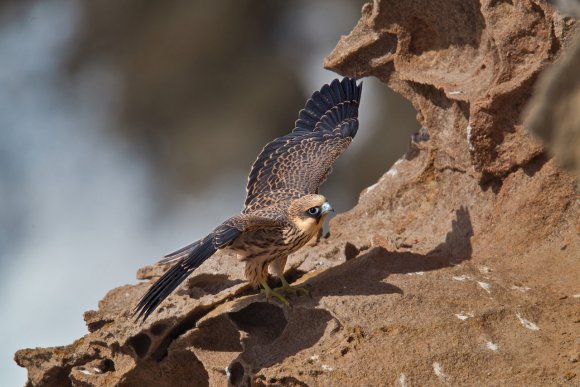 Falco della Regina - Eleonora's falcon (Falco eleonorae)