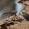 Falco della Regina - Eleonora's falcon (Falco eleonorae)