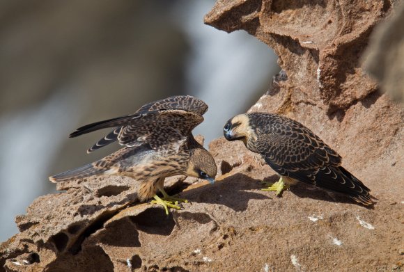 Falco della Regina - Eleonora's falcon (Falco eleonorae)