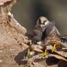 Falco della Regina - Eleonora's falcon (Falco eleonorae)