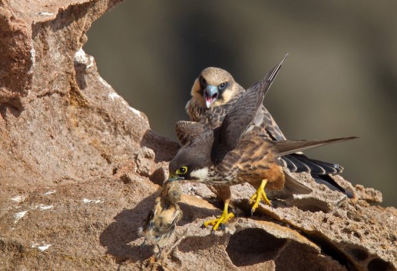 Falco della Regina - Eleonora's falcon (Falco eleonorae)