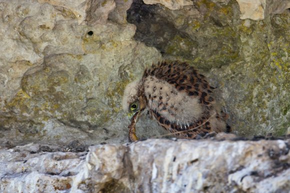 Gheppio - Kestrel (Falco tinnunculus)