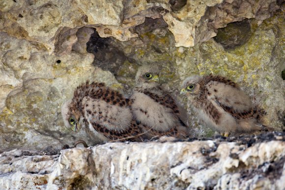 Gheppio - Kestrel (Falco tinnunculus)