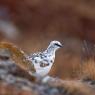 Pernice bianca - Rock Ptarmigan (Lagopus muta)