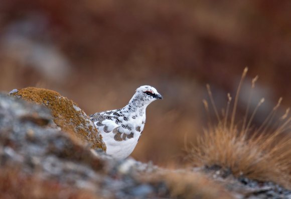 Pernice bianca - Rock Ptarmigan (Lagopus muta)