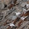 Pernice bianca - Rock Ptarmigan (Lagopus muta)