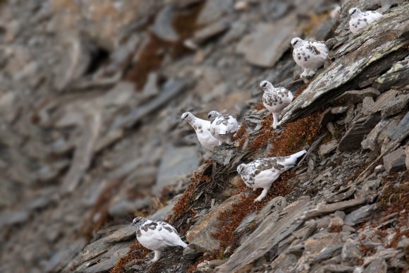 Pernice bianca - Rock Ptarmigan (Lagopus muta)