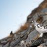 Pernice bianca - Rock Ptarmigan (Lagopus muta)