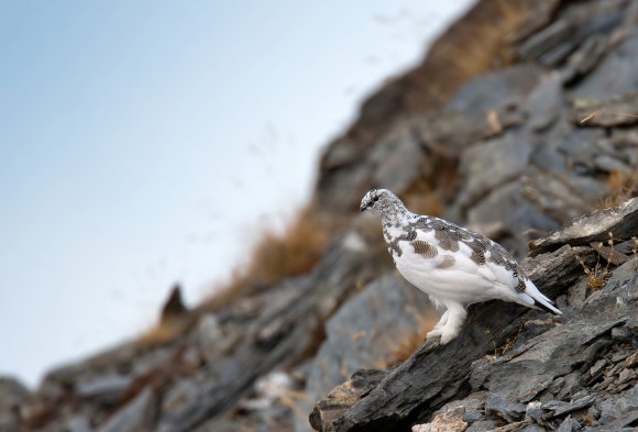 Pernice bianca - Rock Ptarmigan (Lagopus muta)