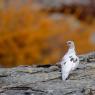 Pernice bianca - Rock Ptarmigan (Lagopus muta)