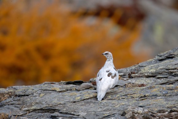Pernice bianca - Rock Ptarmigan (Lagopus muta)