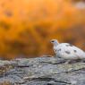 Pernice bianca - Rock Ptarmigan (Lagopus muta)