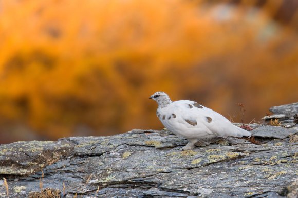 Pernice bianca - Rock Ptarmigan (Lagopus muta)