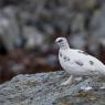 Pernice bianca - Rock Ptarmigan (Lagopus muta)