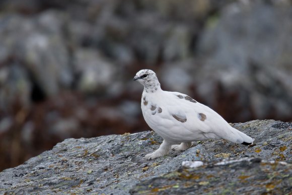 Pernice bianca - Rock Ptarmigan (Lagopus muta)