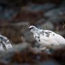 Pernice bianca - Rock Ptarmigan (Lagopus muta)