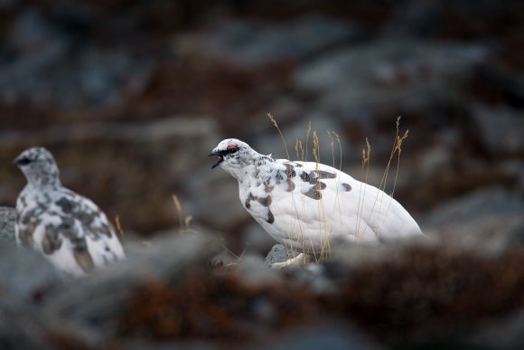 Pernice bianca - Rock Ptarmigan (Lagopus muta)