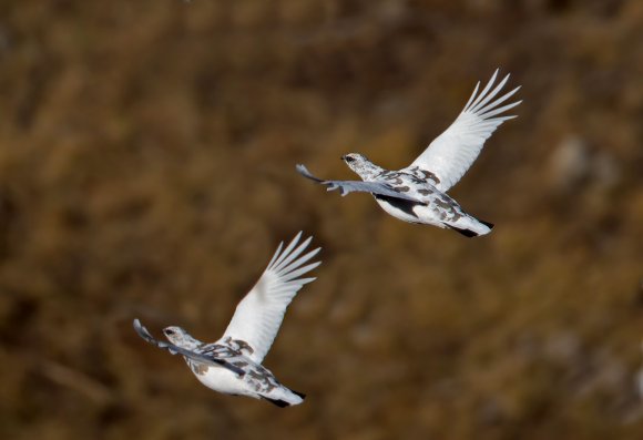 Pernice bianca - Rock Ptarmigan (Lagopus muta)