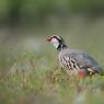 Pernice Rossa - Red legged partridge