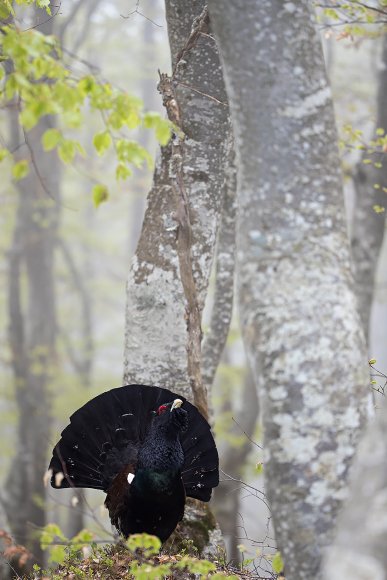 Gallo Cedrone - Western Capercaillie