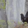 Gallo Cedrone - Western Capercaillie