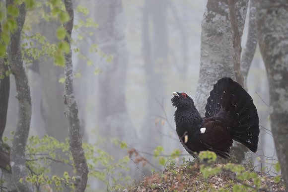 Gallo Cedrone - Western Capercaillie